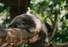 Мусанги. Кто помогает людям делать кофе Мусанги