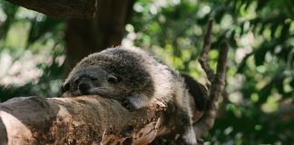 Мусанги. Кто помогает людям делать кофе Мусанги