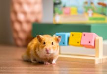 Топ-3 лайфхака, которые поддержат здоровье домашнего грызуна Здоровье грызуна