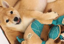 Для тех, кто друга обрел. Triol представил новинки для питомцев на выставке «ПаркЗоо 2024» ПаркЗоо 2024