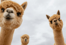 Как провести выходные с семьей: три варианта на любой вкус Знакомство с альпаками