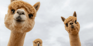 Как провести выходные с семьей: три варианта на любой вкус Знакомство с альпаками