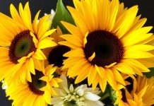 Какие виды букетов принято дарить летом и почему Букетов подсолнухов