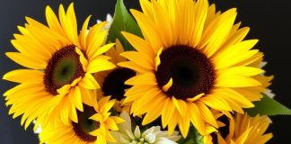 Какие виды букетов принято дарить летом и почему Букетов подсолнухов