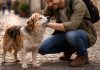 Лапа помощи: как бизнес и волонтёры меняют судьбы бездомных животных Как бизнес и волонтёры меняют судьбы бездомных животных