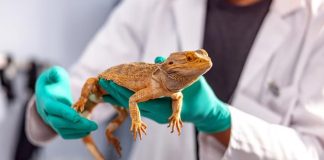 Когда обычный ветврач не поможет: 5 состояний рептилий, требующих герпетолога 5 состояний рептилий, требующих герпетолога