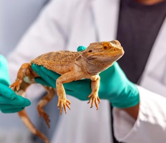 Когда обычный ветврач не поможет: 5 состояний рептилий, требующих герпетолога 5 состояний рептилий, требующих герпетолога