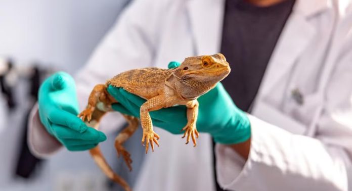5 состояний рептилий, требующих герпетолога