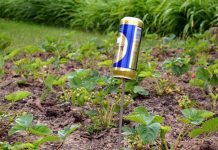 Как главный редактор StoneForest пытался вырастить газон на своей даче – реальная история Как вырастить газон на своей даче