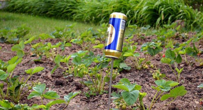 Как вырастить газон на своей даче